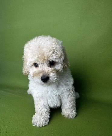 Pudel, 2 ay, Erkek, Ünvandan götürmə, Ödənişli çatdırılma