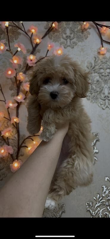 alabay itleri: 2 ay, Dişi, Sənədli, Ünvandan götürmə, Ödənişli çatdırılma — 2