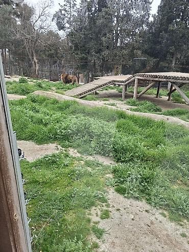 Thuja/ardıc budaqları – landşaft və dekor üçün - Növ: Həmişəyaşıl