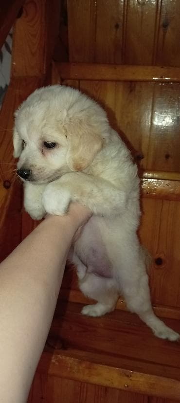Pudel, 3 ay, Erkek, Ödənişli çatdırılma lalafo.az -da Pudel, 3 ay, Erkek, Ödənişli çatdırılma