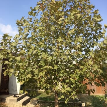 Xan Çinar kolge veren agac olculer muxtelifdir elaqe wp her nov gul ve lalafo.az -da Xan Çinar kolge veren agac olculer muxtelifdir elaqe wp her nov gul ve