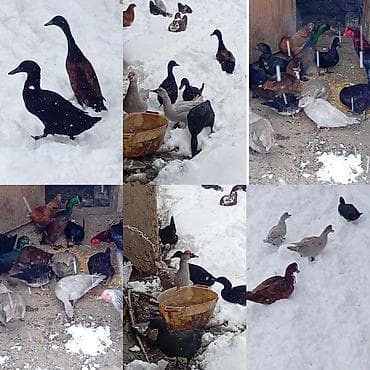 Putun növ heyvanların satışı var size ne cür heyvan lazimdasa bize