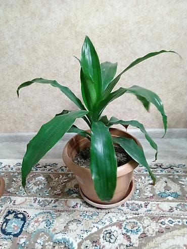Çöl bitkiləri: Драцена 20 ман — 2