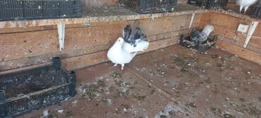 həyət qazı: Satılır: bəzək göyərçinləri dəsti - Növ: bəzək və uçuş üçün saxlanan — 7