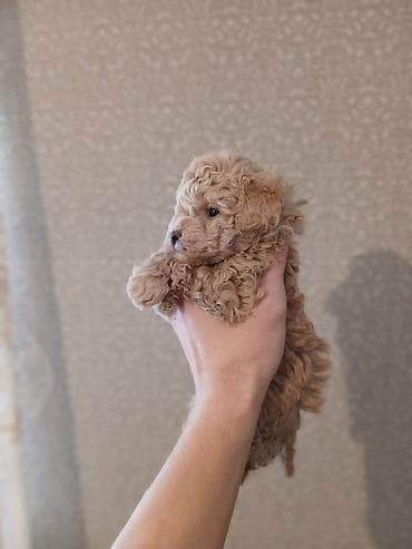 it heyvan: Pudel, 2 ay, Dişi — 2