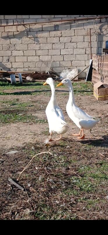Digər heyvanlar: Pinqivin ördeklər Satılır ölkemizde cox az sayda nadir hallarda — 4