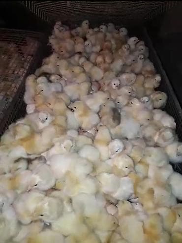 cücə toyuq: Ətlik, Ödənişli çatdırılma — 2