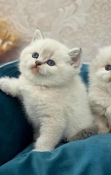 balaca pisik sekilleri: Britan — 7