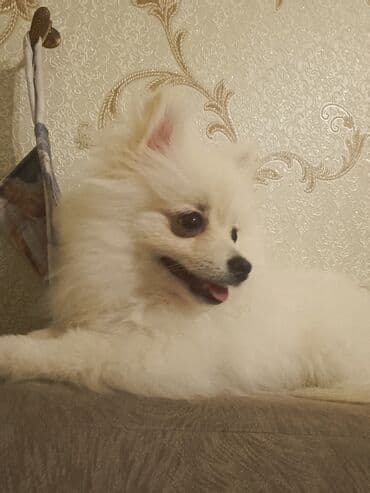 собака шпиц: купить: Шпиц, 5 месяцев, Самка — 3