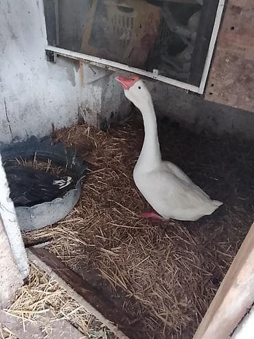 Inəklər, öküzlər: Dişi, Damazlıq — 3