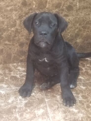 bakıda it satışı: Kane-Korso, 3 ay, Ünvandan götürmə — 2