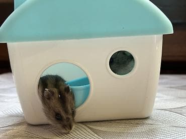 Heyvanlar: Salam 2 dənə hamster balası satılır yuvasıyla birlikdə yanında — 5
