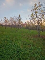 qurtuluş 93 evler: 10 sot, Kənd təsərrüfatı, Mülkiyyətçi, Kupça (Çıxarış) — 7