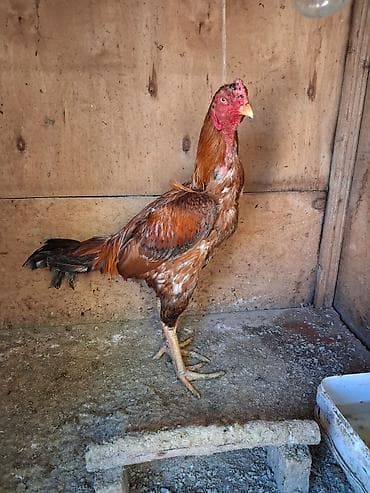 pisik sud tozu: Aseel tipli xoruz - Cins: Aseel (uzunboyun, güclü ayaqlar, yığcam — 2