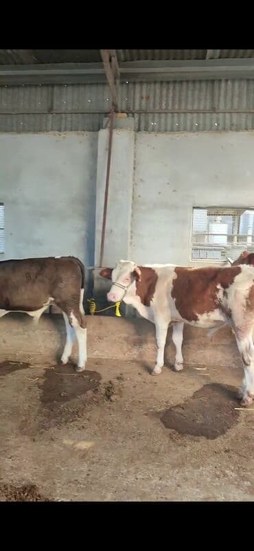 simmental ineklerin satisi: Satış: Qaramal buzovları - Növ: Simmental tipli ətlik/südlük — 4