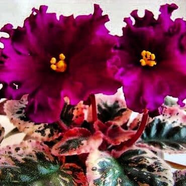 bənövşəyi gül şəkilləri: 5,6 m starter — 10