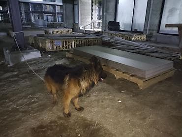 alman coban iti: Alman çoban iti, 1 il, Erkek, Sənədli, Ünvandan götürmə, Pulsuz çatdırılma, Ödənişli çatdırılma — 9