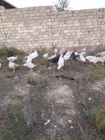 Gəmiricilər: Məhsul: Hinduşka sürüsü Təsvir:Təbi şəraitdə böyüdülmüş Ag Kanada — 2