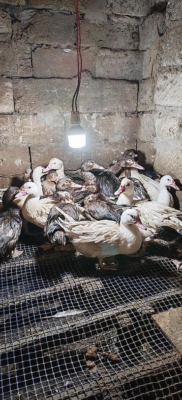 Moskovi (muscovy) ördəkləri – qarışıq rənglərdə və müxtəlif yaş