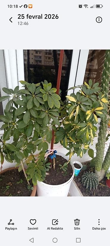 Bitki dərmanları: Schefflera (umbrella bitkisi) – böyük dibçəkdə - Növ: Schefflera — 1