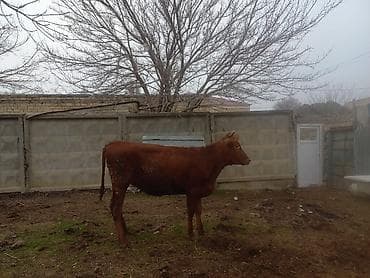 Птицы: Теленок, Самка, месяцев: 12, Для разведения — 3