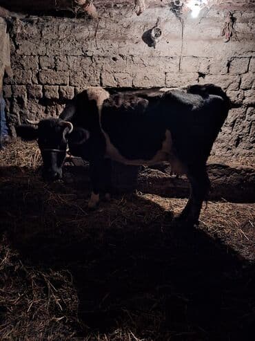 xaçmazda inəklər: Satlıq heyvan – inək və buzov - 4 ci qarın doğub 4 aylıq yanda dişi — 3