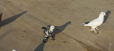 Satılır: bəzək göyərçinləri dəsti - Növ: bəzək və uçuş üçün saxlanan lalafo.az -da Satılır: bəzək göyərçinləri dəsti - Növ: bəzək və uçuş üçün saxlanan