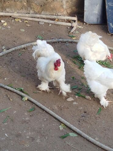 сколько стоит собака бу: Salam təmiz ag brama xoruzu satilir — 1