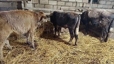 iri buynuzlu mal: Salamaleykum.3 dənə sağlam erkəy danalar satılır.Qiymət — 2