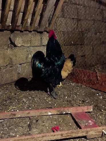 ucuz dana: Safqan avstralob dekorativ və damazlıq üçün - Rəng: tam qara — 5