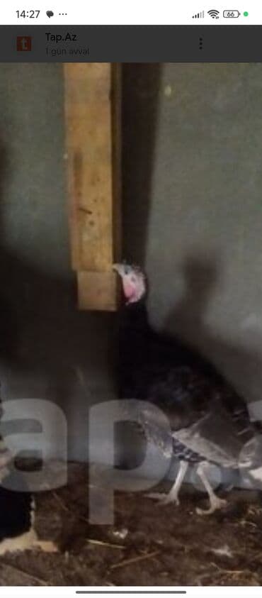 Gəmiricilər: Məhsul: Hind toyuğu (hinduşka) Təsvir:Qirt fərq hinduşka satılır 4 — 2