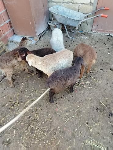 Dovşanlar: 6 erkəy 4 dişi — 2