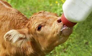 Yem qabı, Su üçün, Heyvanlar üçün, Ünvandan götürmə, Ödənişli çatdırılma lalafo.az -da Yem qabı, Su üçün, Heyvanlar üçün, Ünvandan götürmə, Ödənişli çatdırılma