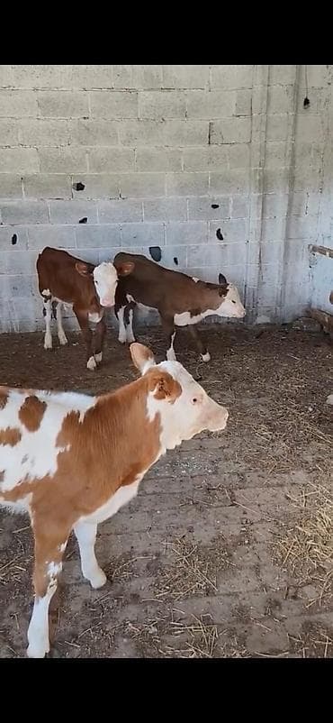 cins toyuqlarin satisi: Satılır: 3 baş dana - Cins: qarışıq südlük-ətlik tip (qırmızı-ağ — 6