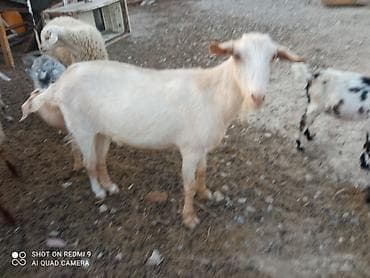 cins toyuqlarin satisi: Ana bala Sani cavan heyvadır balası 5aylıqdır erkək diri cəki 26kq — 1