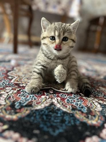 heyvanlar ucun: Tabbi, Erkək — 2