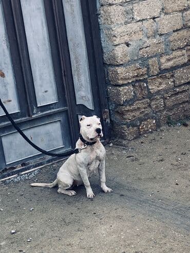 hinduska balasi satilir 2020: Pitbul, 2 il, Dişi, Peyvəndli, Ünvandan götürmə — 5