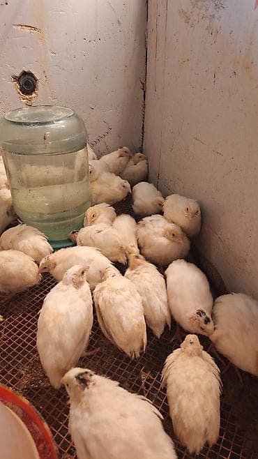 qaz balasi satisi: QİYMƏT 1,50m.20 günlük sağlam bildirçinlər satışdadır. Aktiv, yaxşı — 1