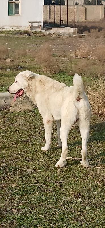 Heyvanlar üçün mallar: Alabay, Erkek — 2