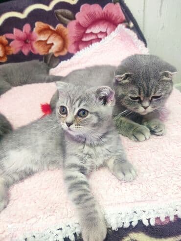 Opel: Шотландская, Самец, Самовывоз — 7