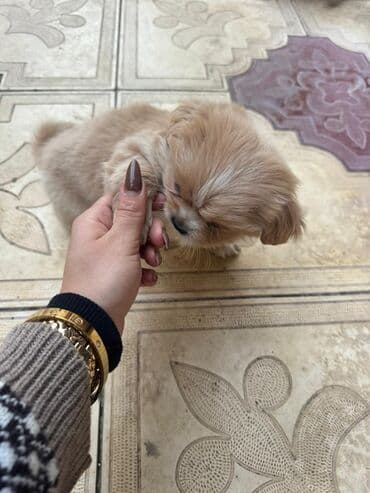 it cütləşdirmək: Pekines, 2 ay — 15