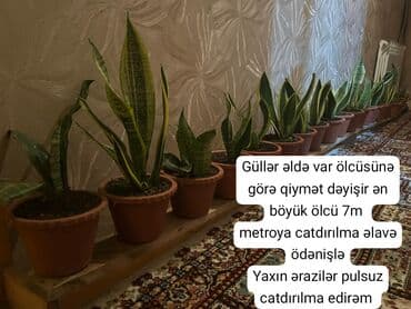 Çöl bitkiləri: Sansevieriya (Qayın Ana Dili) otaq bitkiləri — müxtəlif ölçülərdə — 1