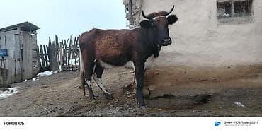 mal heyvan: Məhsul: Yerli mal-qara (2 baş) - Növ: İnək/dana - Rənglər: - 1 baş — 1