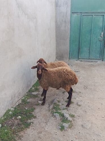 romanov koyun fiyatları: Məhsul: Qoyunlar (2 baş) Təsvir: bagaz qoyunlar - Qəhvəyi yunlu — 2
