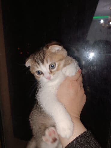 Digər heyvanlar: Şotland — 7