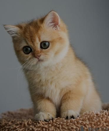 qax heyvanlar: Britan — 6