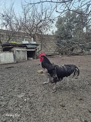 etlik cuce satisi: Salam Aleykum Cavan temiz qan Avstralorp Xoruzu satiram — 5