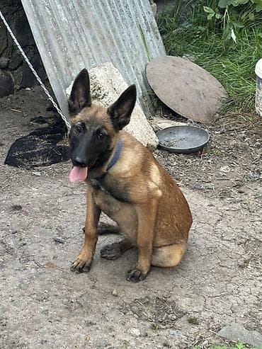 it balasi: Belçika Malinua (Belgian Malinois) balası - Aktiv, ağıllı və — 1