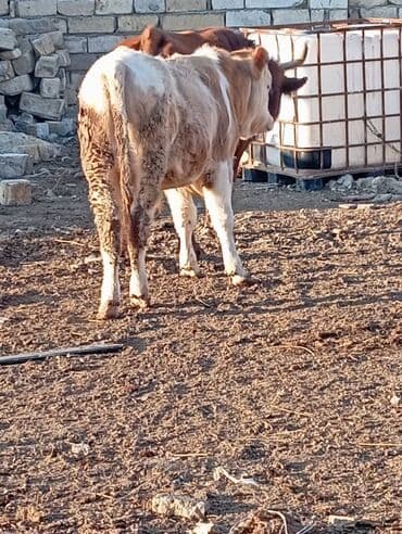 Dana, buzov: Dana, buzov, Erkək, ay: 11, 140 kq, Ətlik — 5