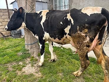 satilik inekler: 2 ci qarin inek. 18 litr süd verir. Balasiz satılır. Real alıcılar — 2
